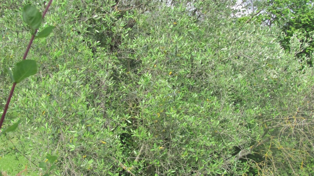 Photo of Outdoor in Roquebilliere