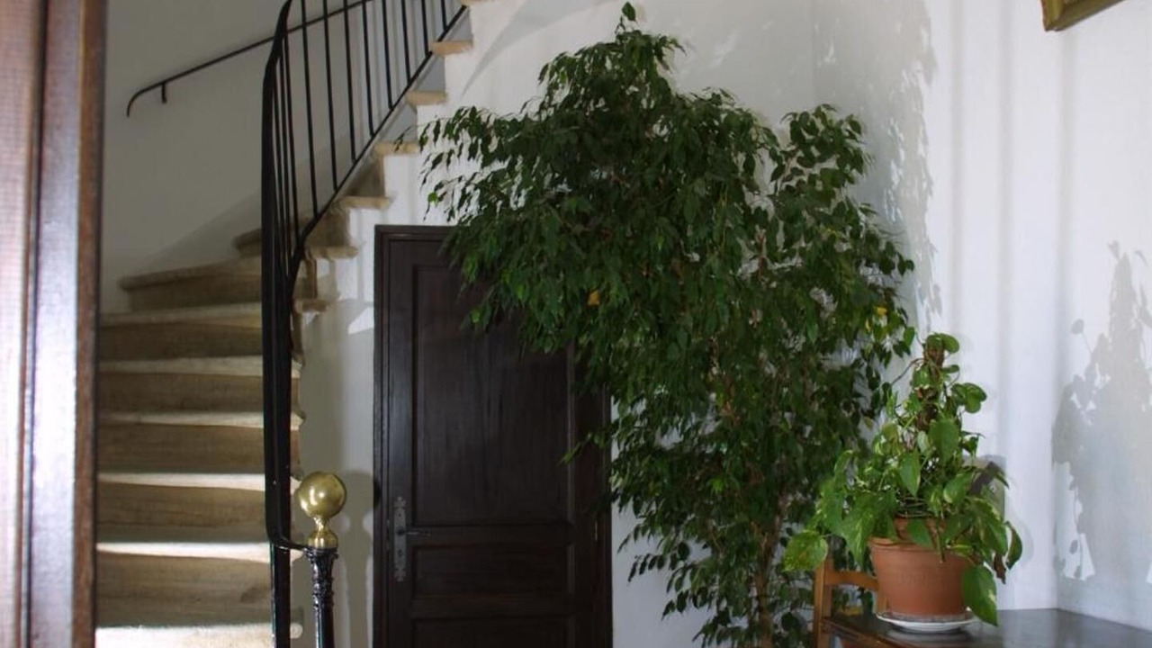 Photo of Others in Rogliano