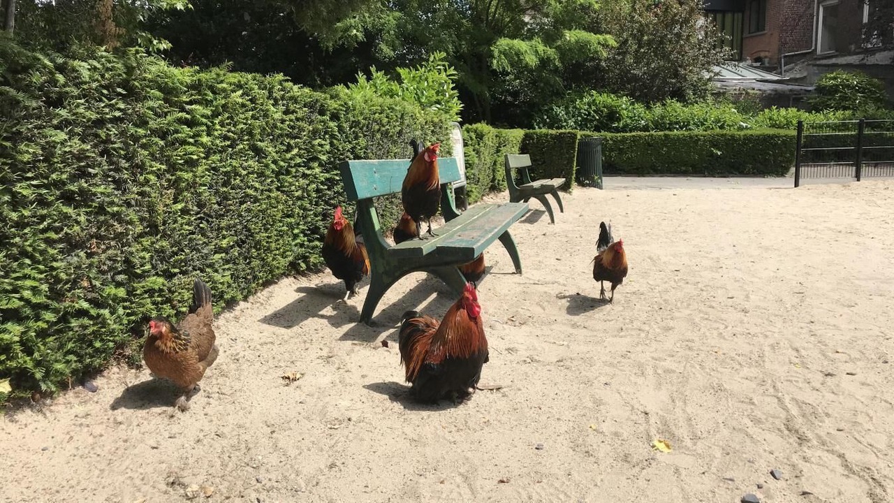 Photo of Others in Roubaix