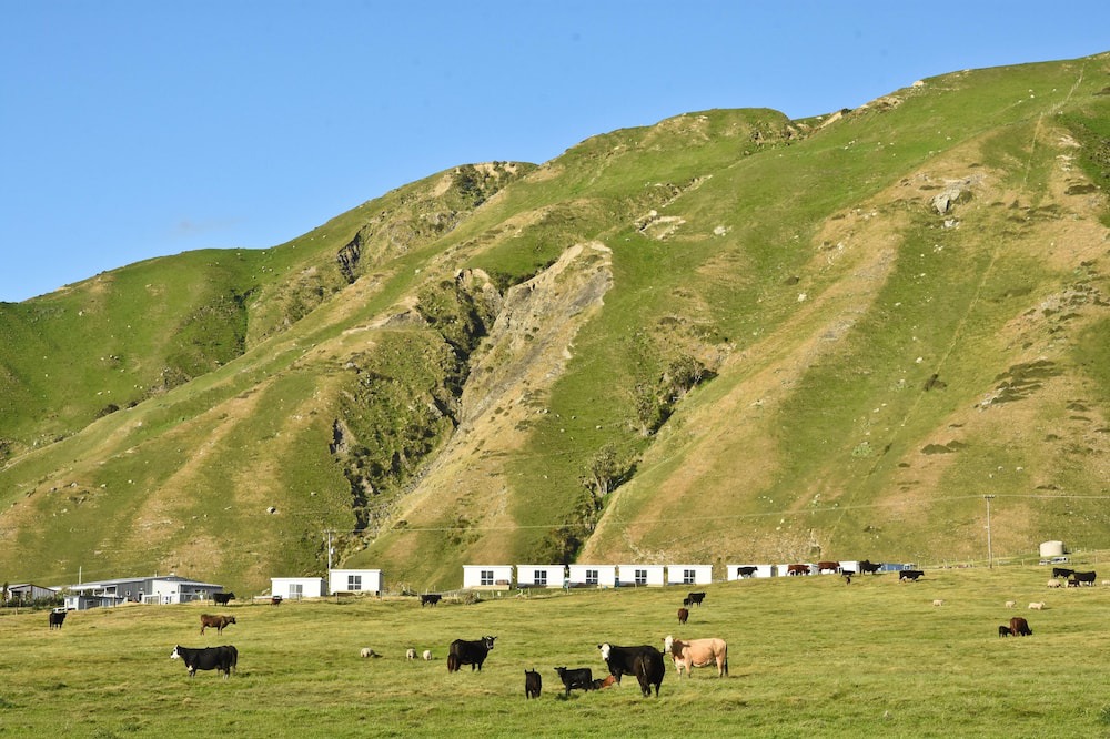 Photo of Others in Cape Palliser