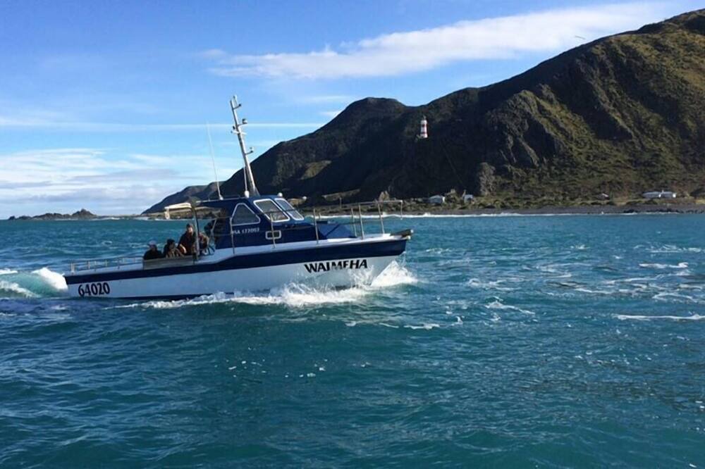 Photo of Others in Cape Palliser