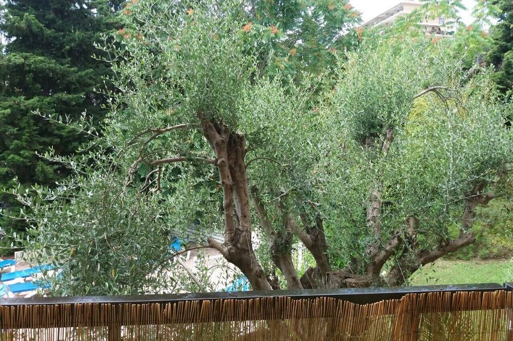 Photo of Outdoor in Fabron