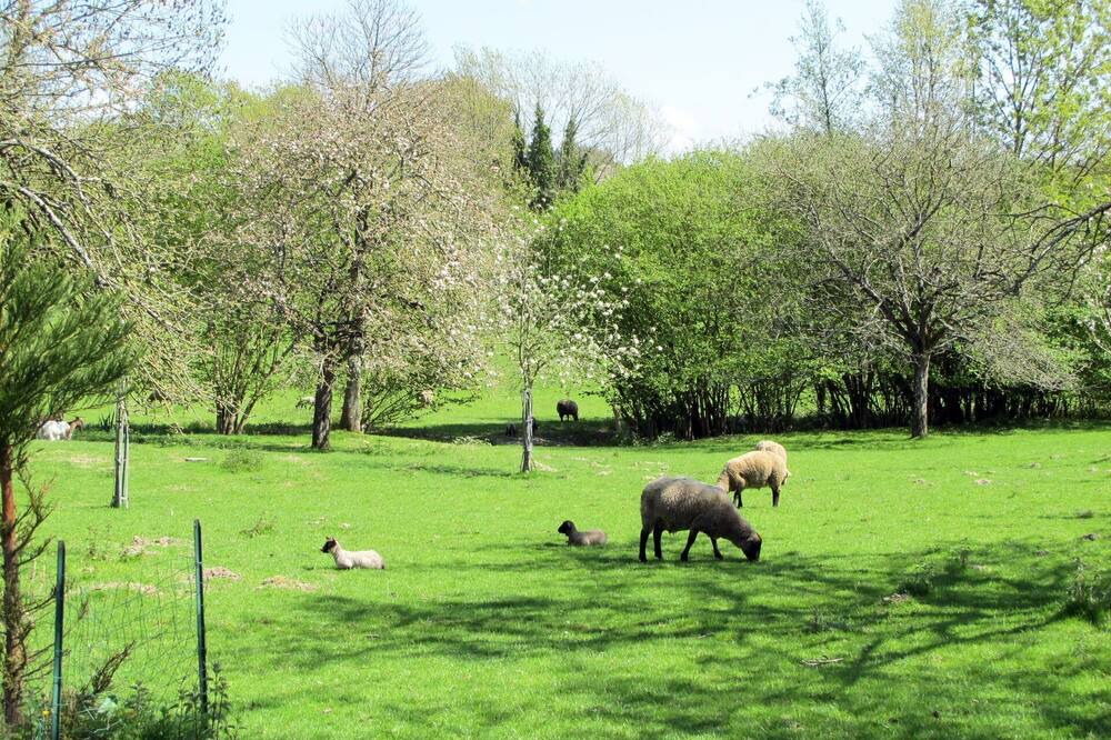 Photo of Others in Coudeville-sur-Mer