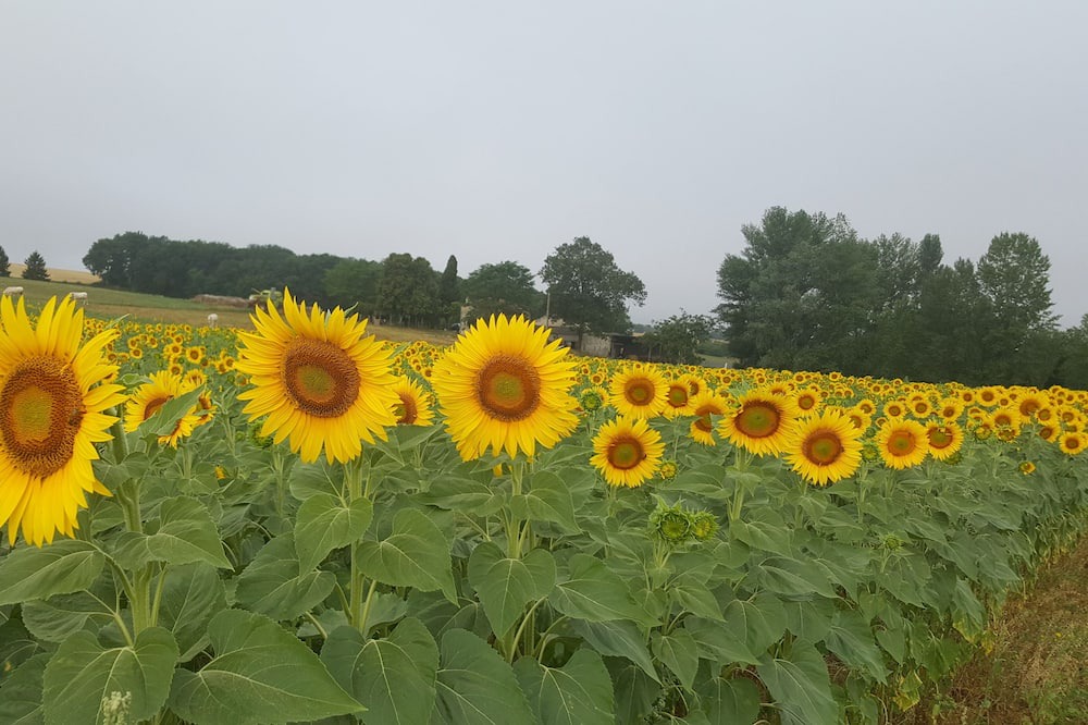 Photo of Outdoor in Montcabrier