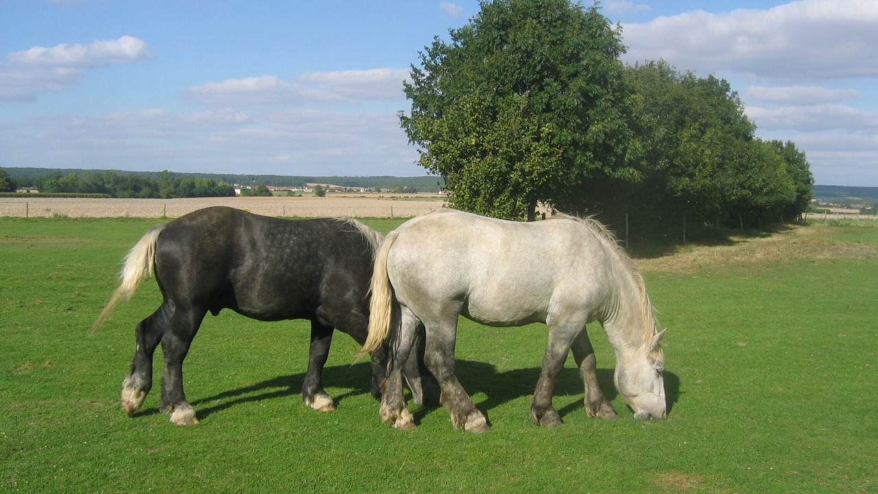 Photo of Outdoor in Meauce