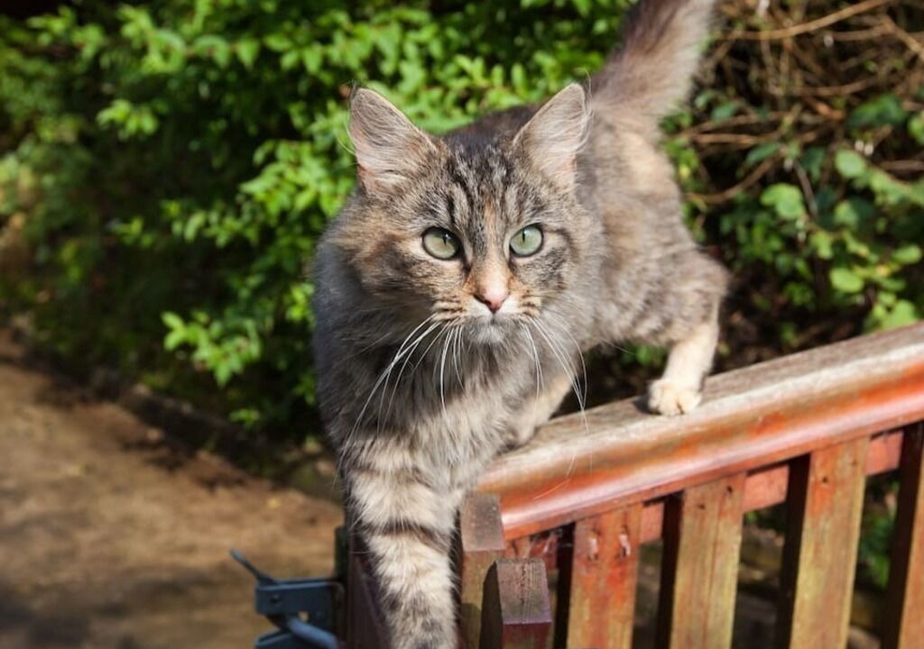 Photo of Outdoor in Cenarth