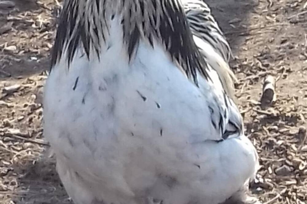 Photo of Others in Vouhe