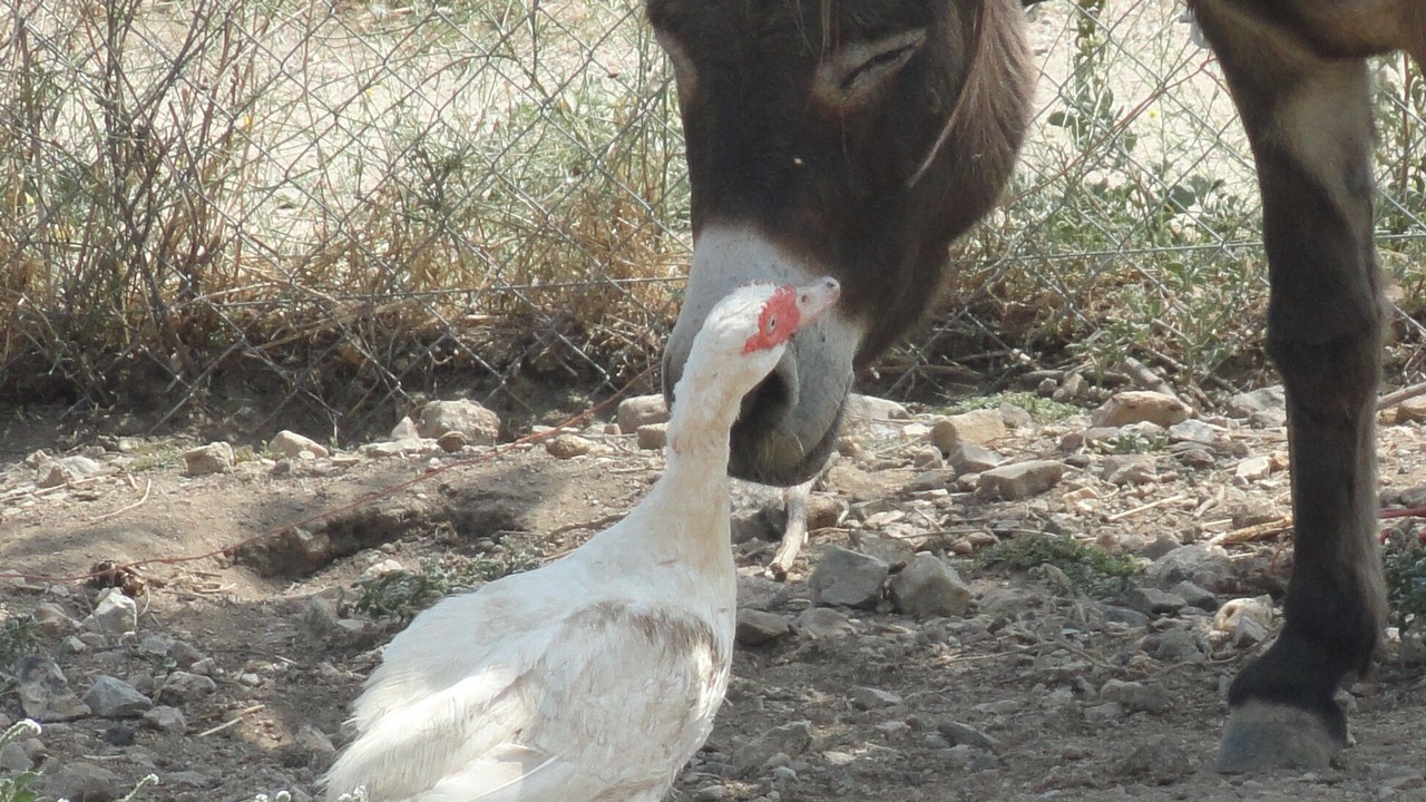 Photo of Outdoor in Masarac
