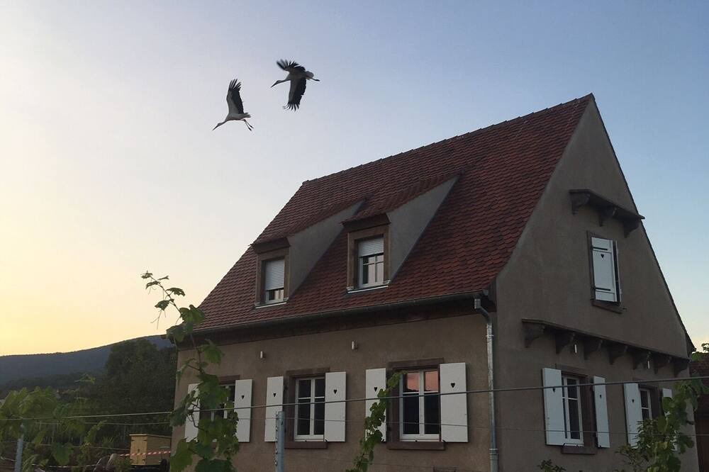 Photo of Outdoor in Mittelbergheim