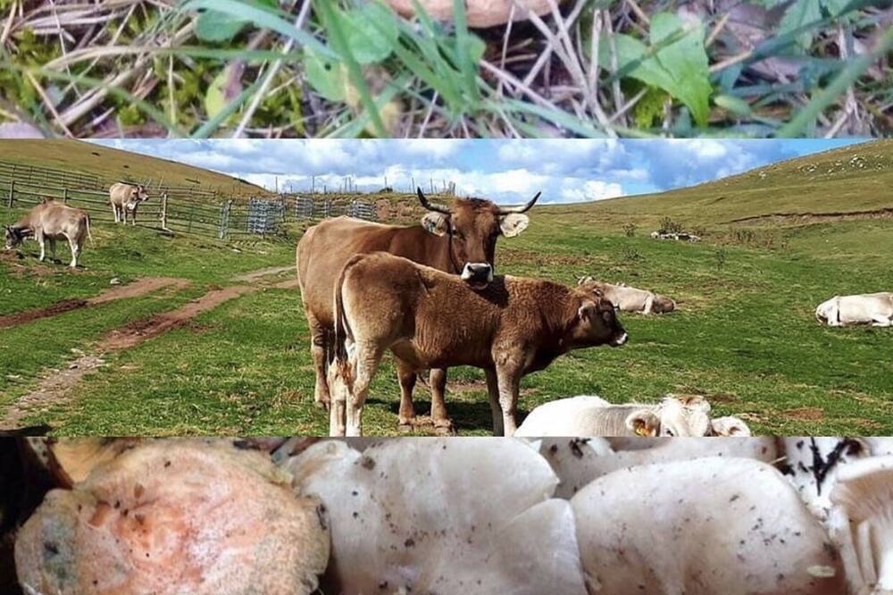 Photo of Others in Alp
