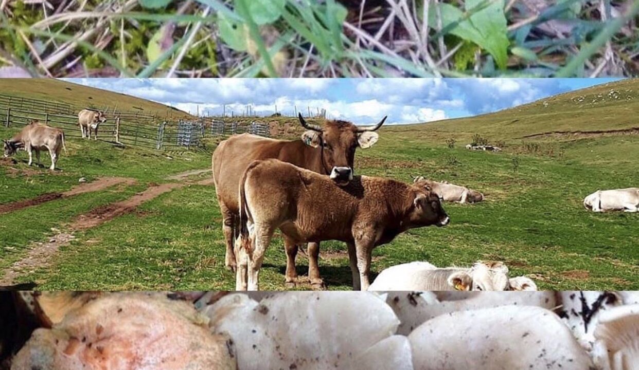 Photo of Others in Alp