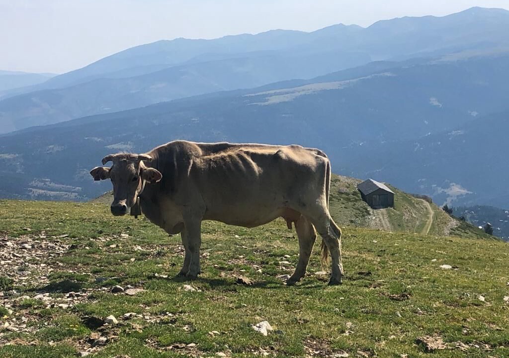 Photo of Others in La Molina