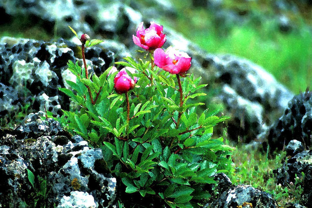 Photo of Outdoor in Braojos