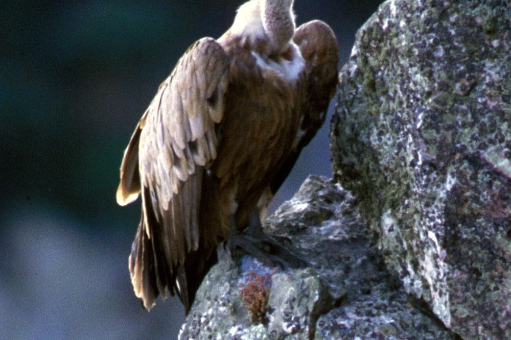 Photo of Outdoor in Braojos