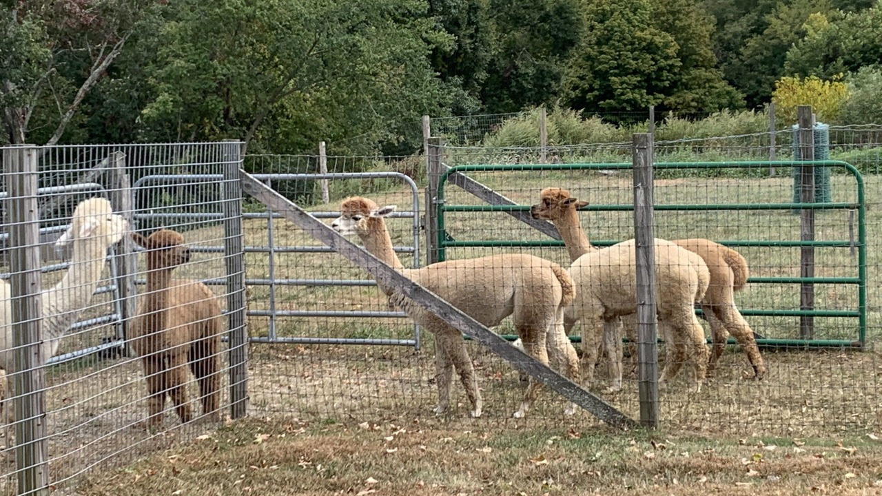 Photo of Others in Bozrah