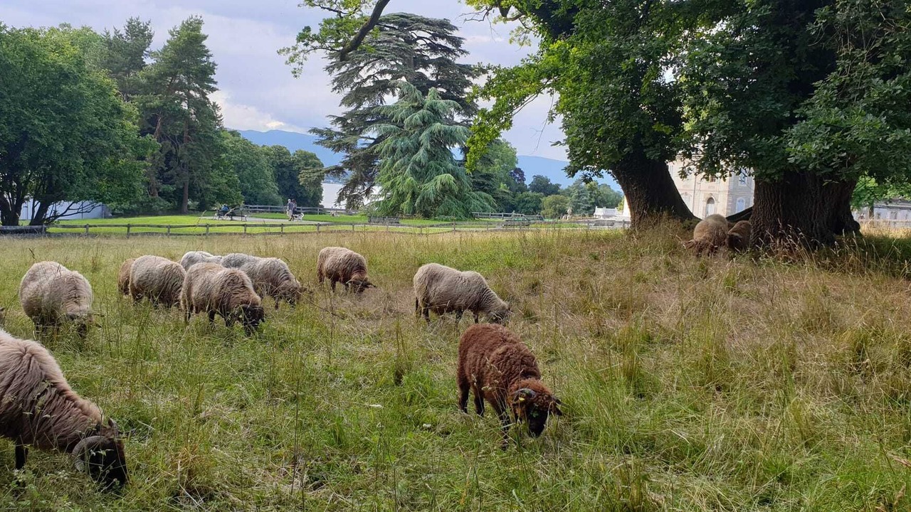 Photo of Others in Les Eaux-Vives