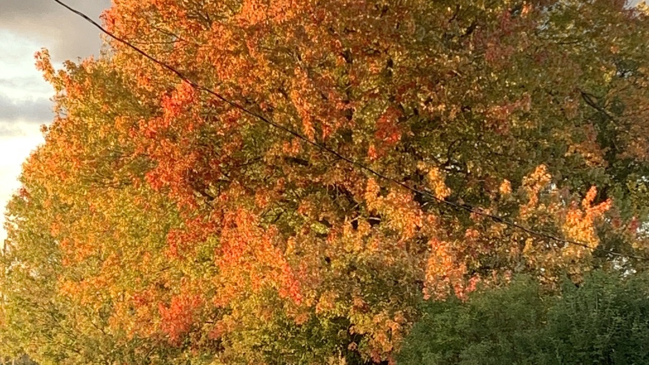 Photo of Outdoor in Shannonville