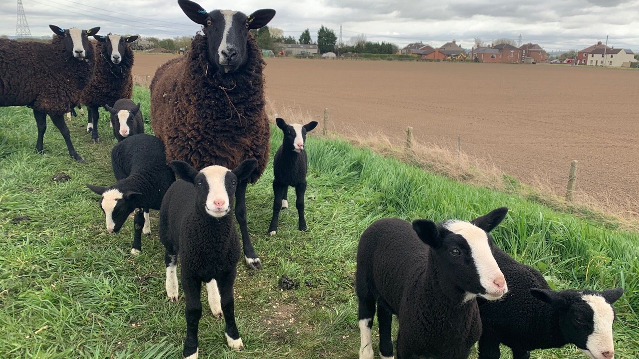 Photo of Others in Goole