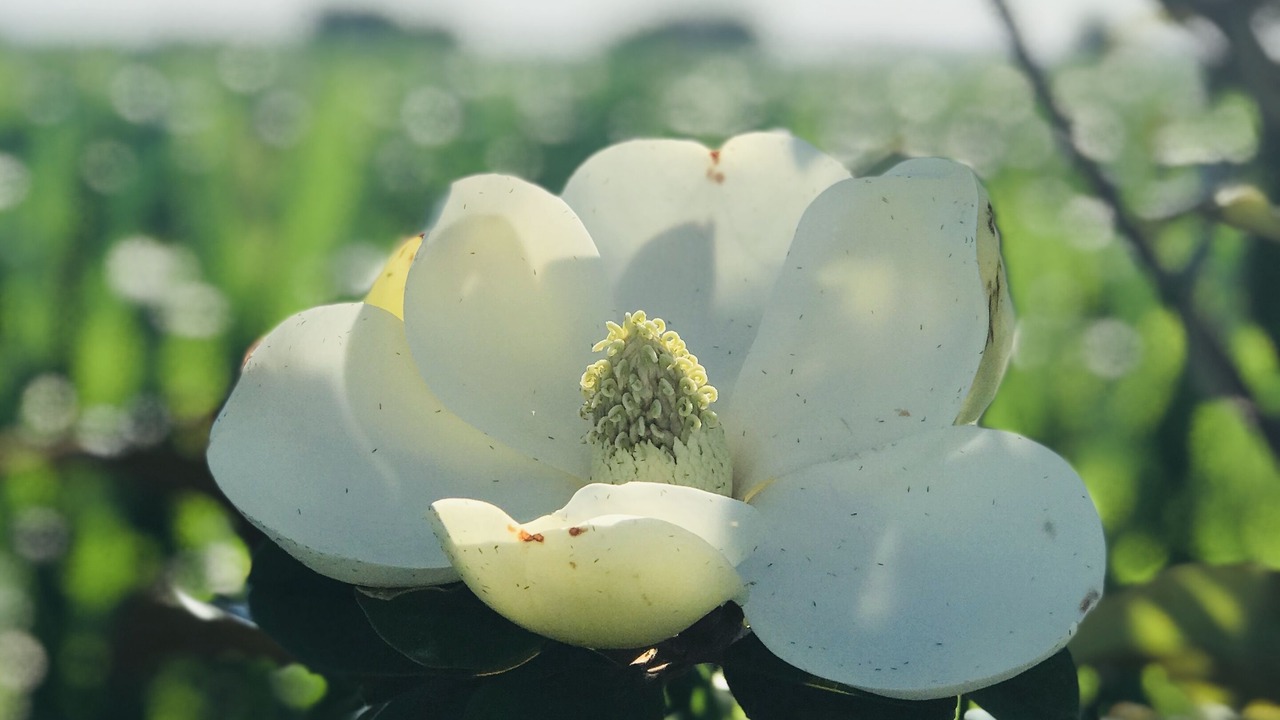 Photo of Outdoor in Waco