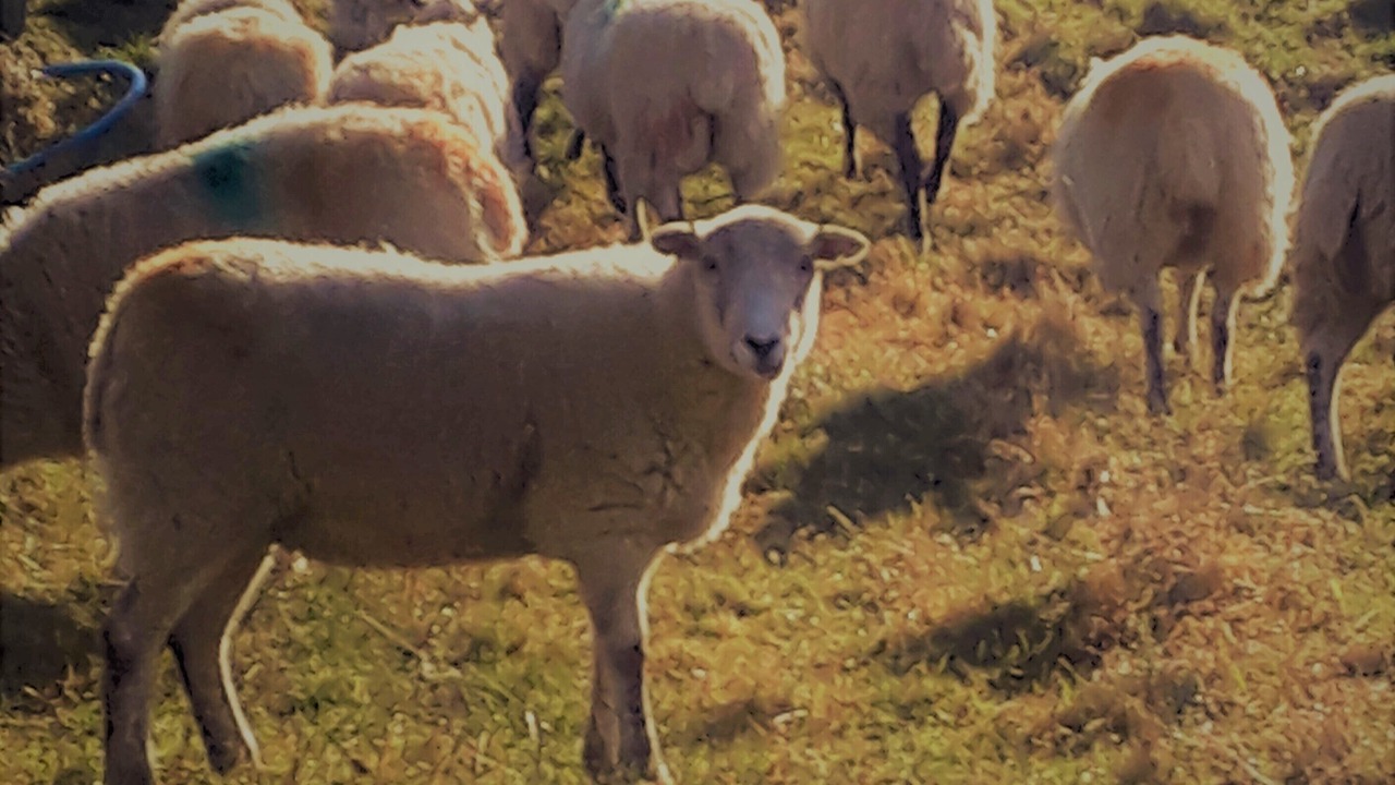 Photo of Others in Kirkby Stephen