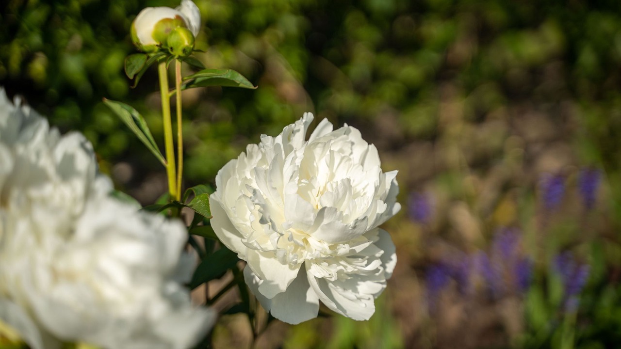 Photo of Others in Sandy Lane