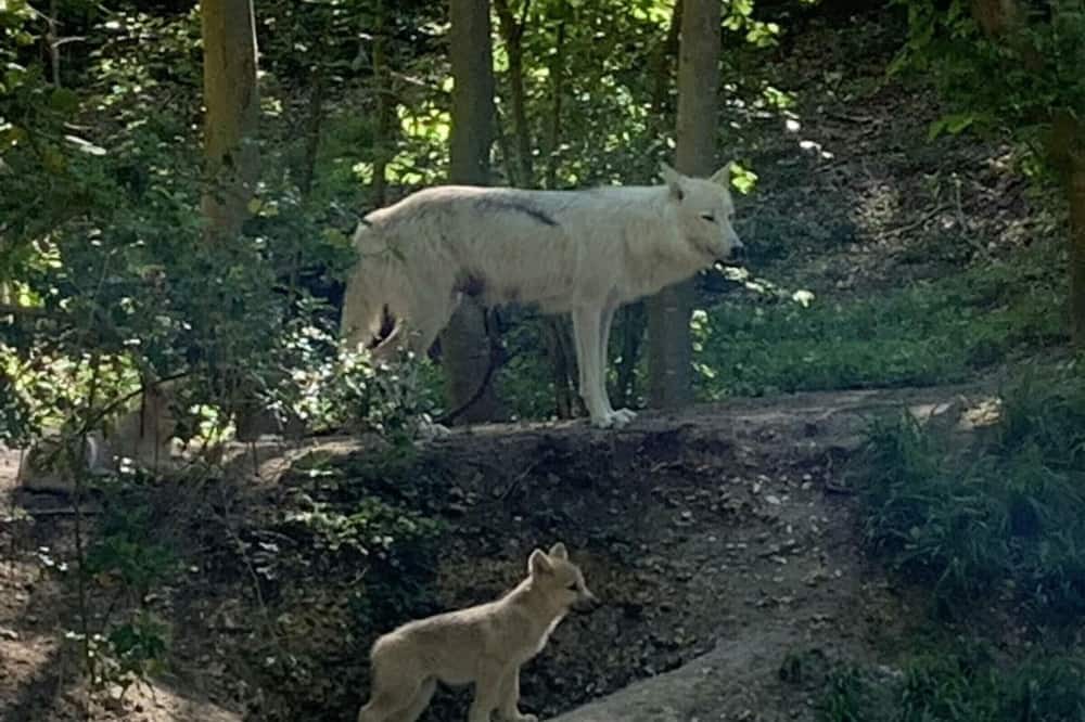Photo of Outdoor in La Chapelle-du-Bourgay
