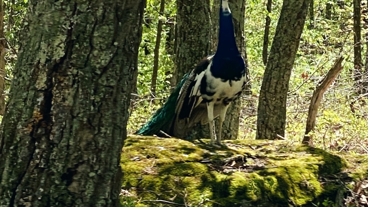 Photo of Outdoor in Bushkill