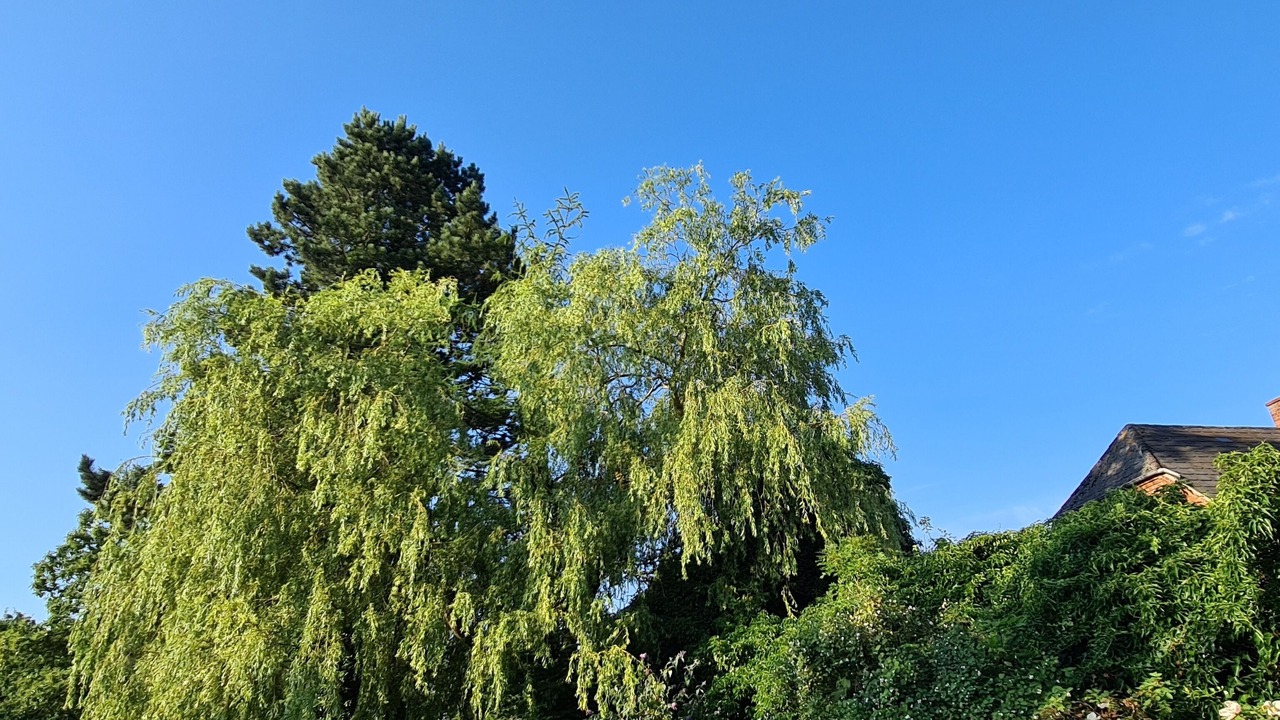 Photo of Others in Horning