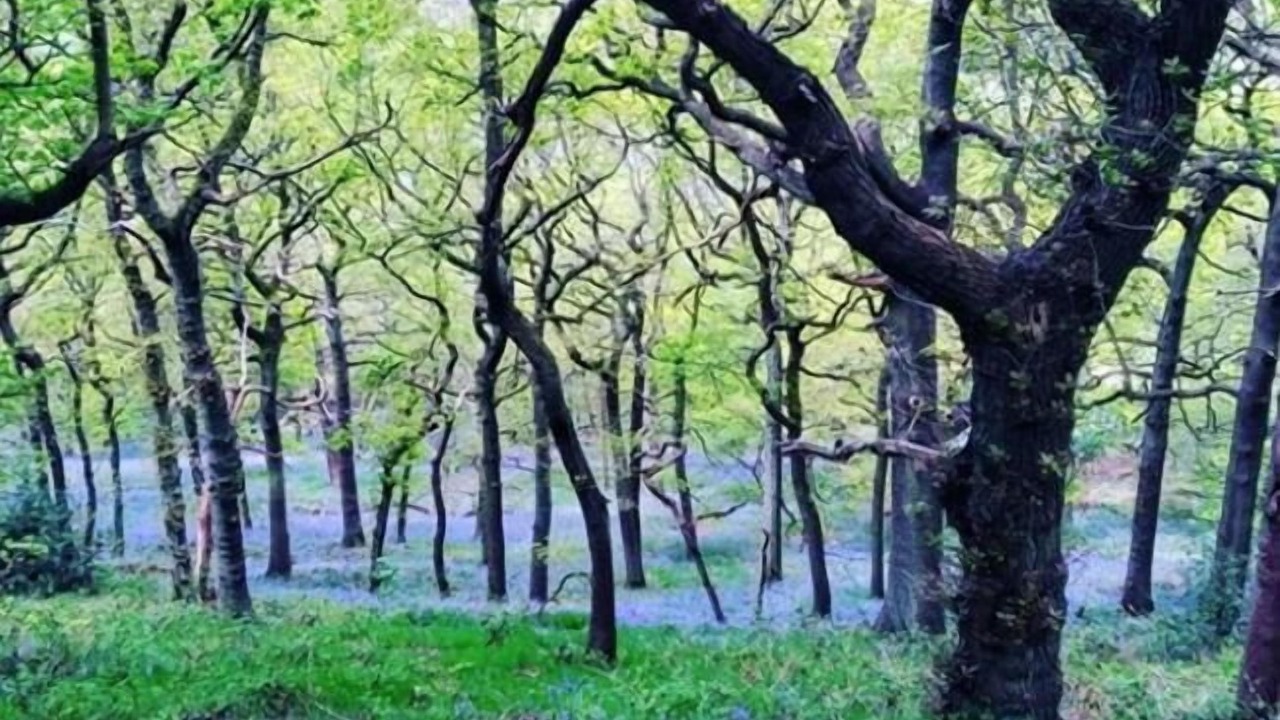 Photo of Outdoor in Wortley