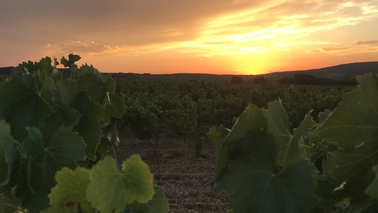 Photo of Outdoor in Tavel