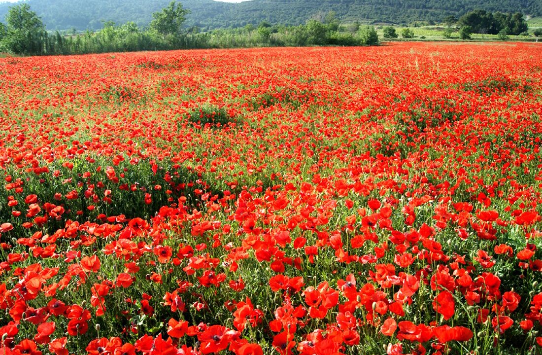 Photo of Outdoor in Bizanet