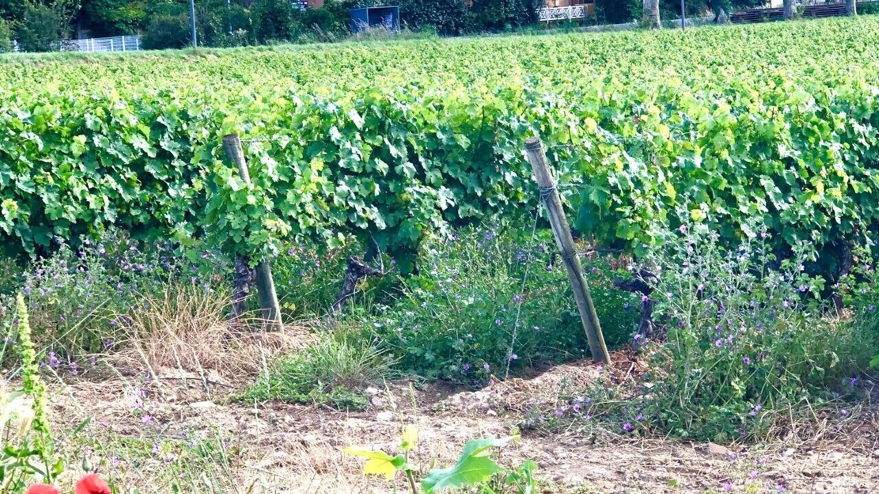 Photo of Outdoor in Pomas