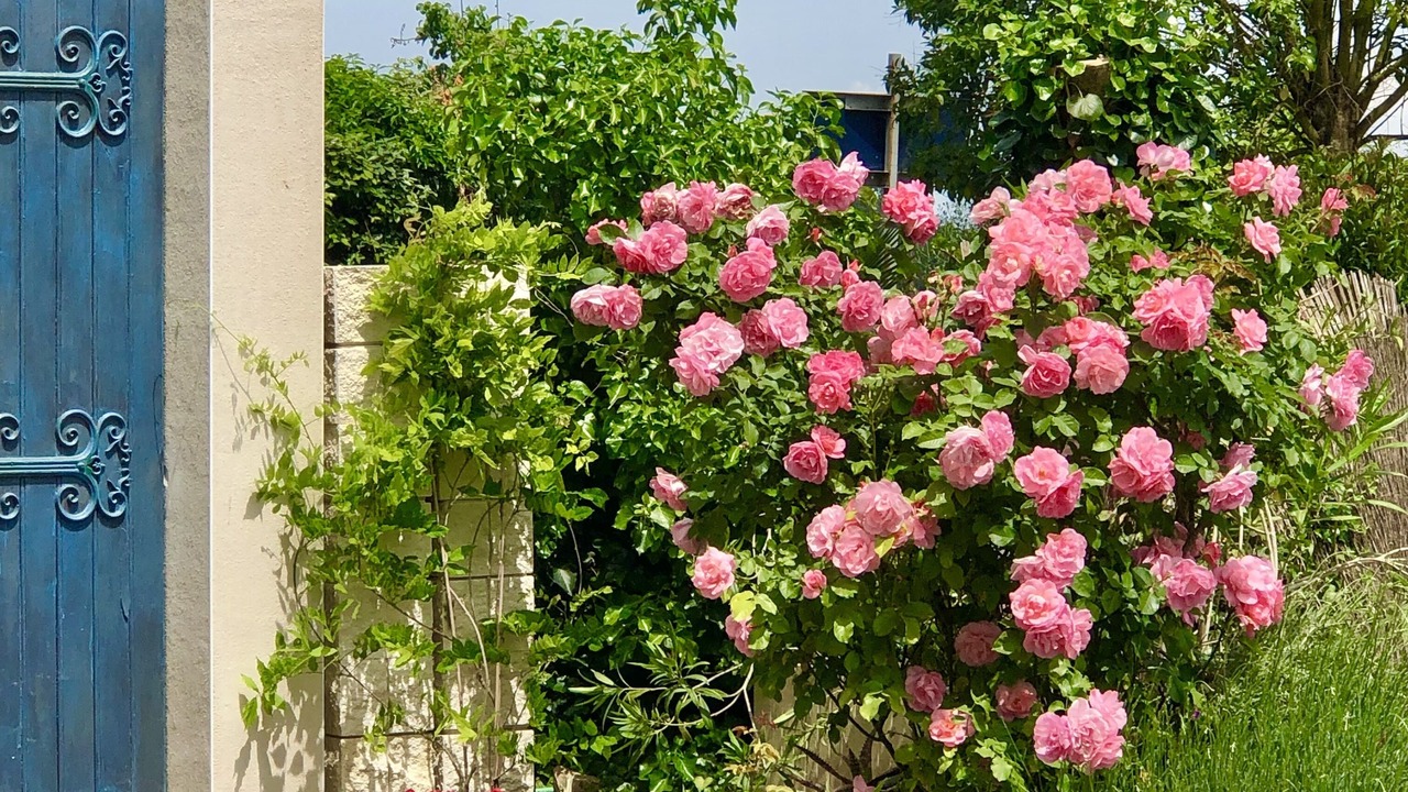 Photo of Outdoor in Pomas