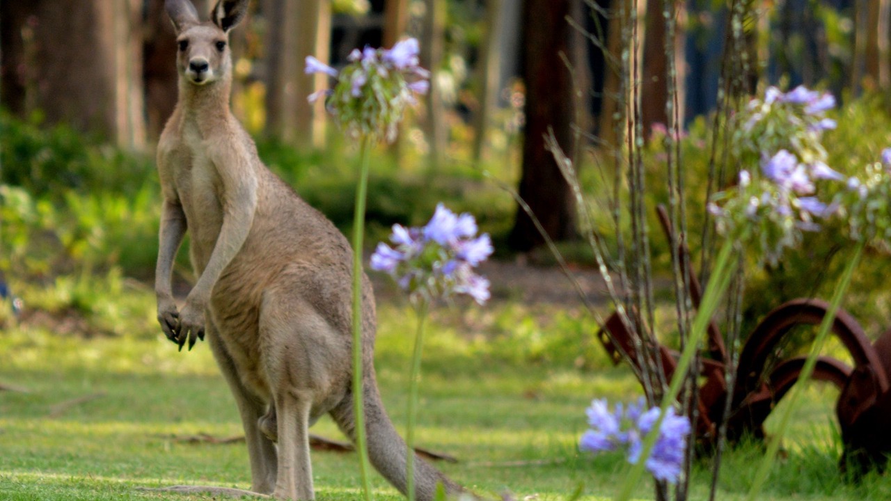 Photo of Outdoor in Quorrobolong