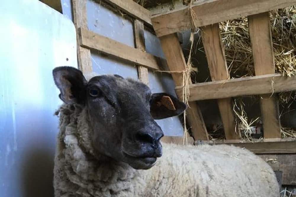 Photo of Outdoor in Saint-Ouen-sous-Bailly