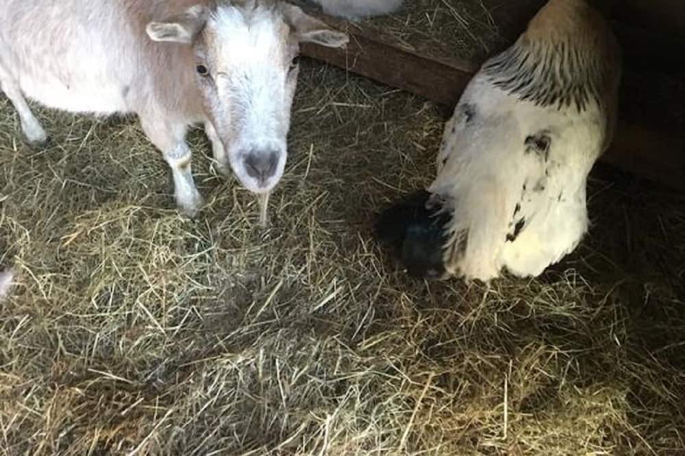 Photo of Outdoor in Saint-Ouen-sous-Bailly