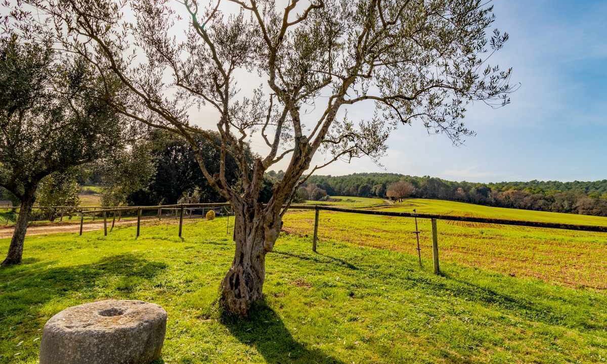 Photo of Outdoor in Vilademuls