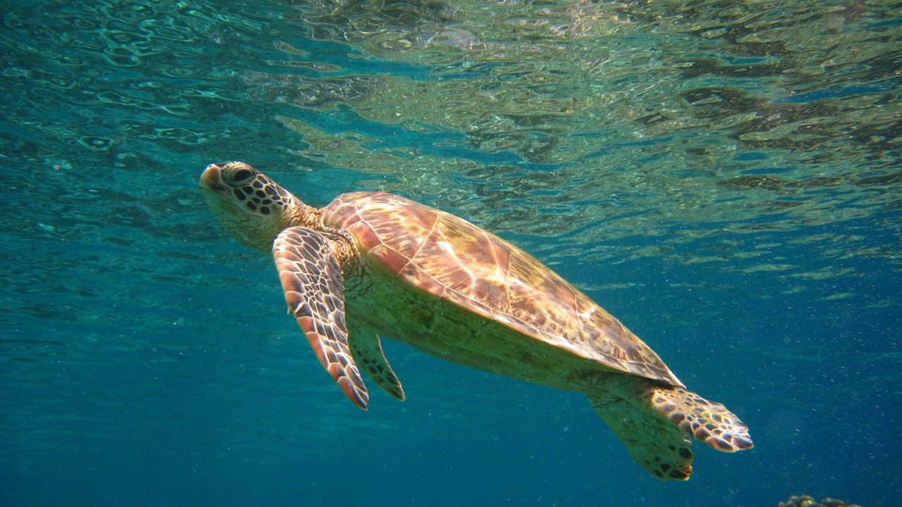 Photo of Others in Semporna