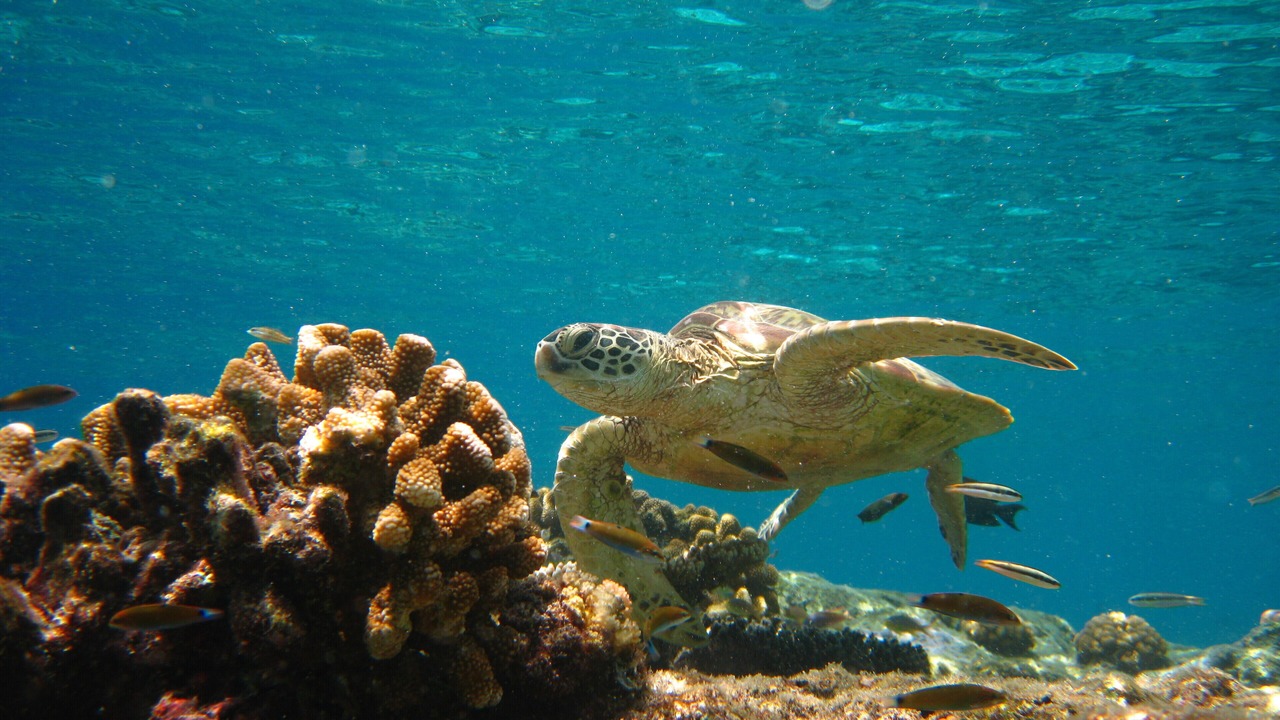 Photo of Others in Semporna