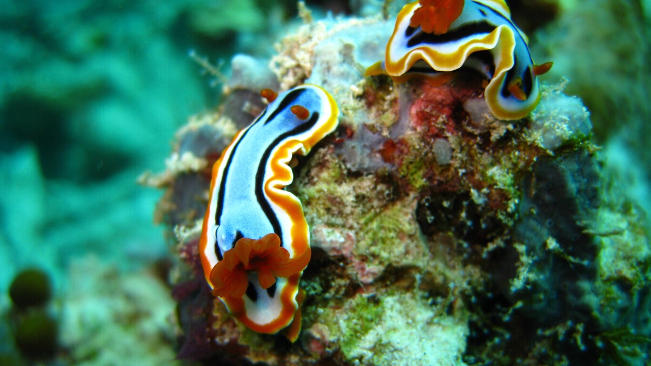 Photo of Others in Semporna