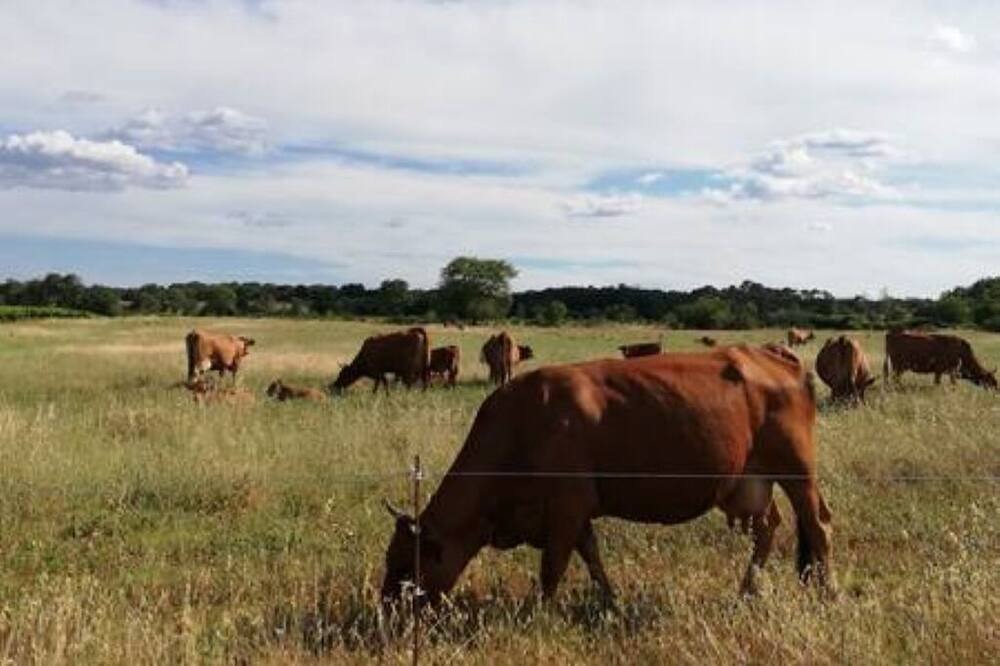 Photo of Others in Massillargues-Attuech