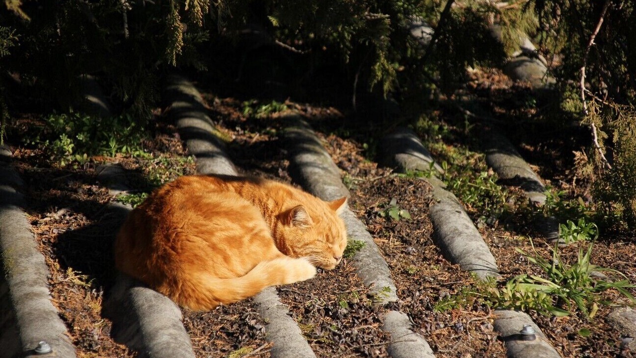 Photo of Outdoor in Thezan-les-Beziers