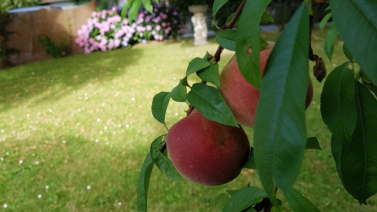 Photo of Outdoor in Cambo-les-Bains