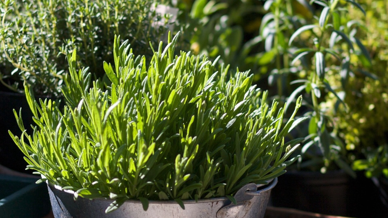 Photo of Outdoor in Cross