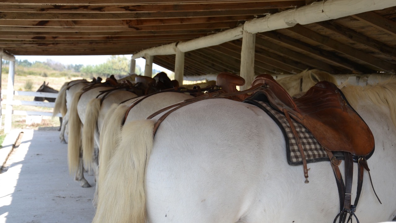 Photo of Others in Sylvereal