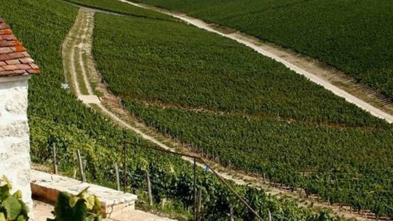 Photo of Others in Chablis