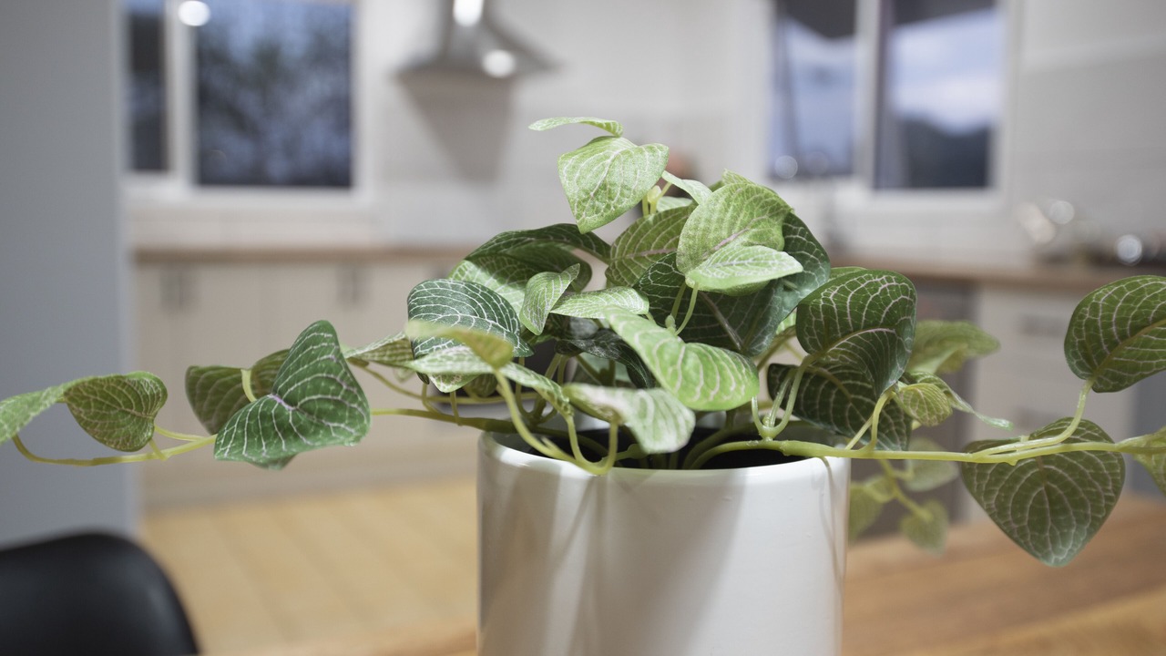 Photo of Others in Port Campbell