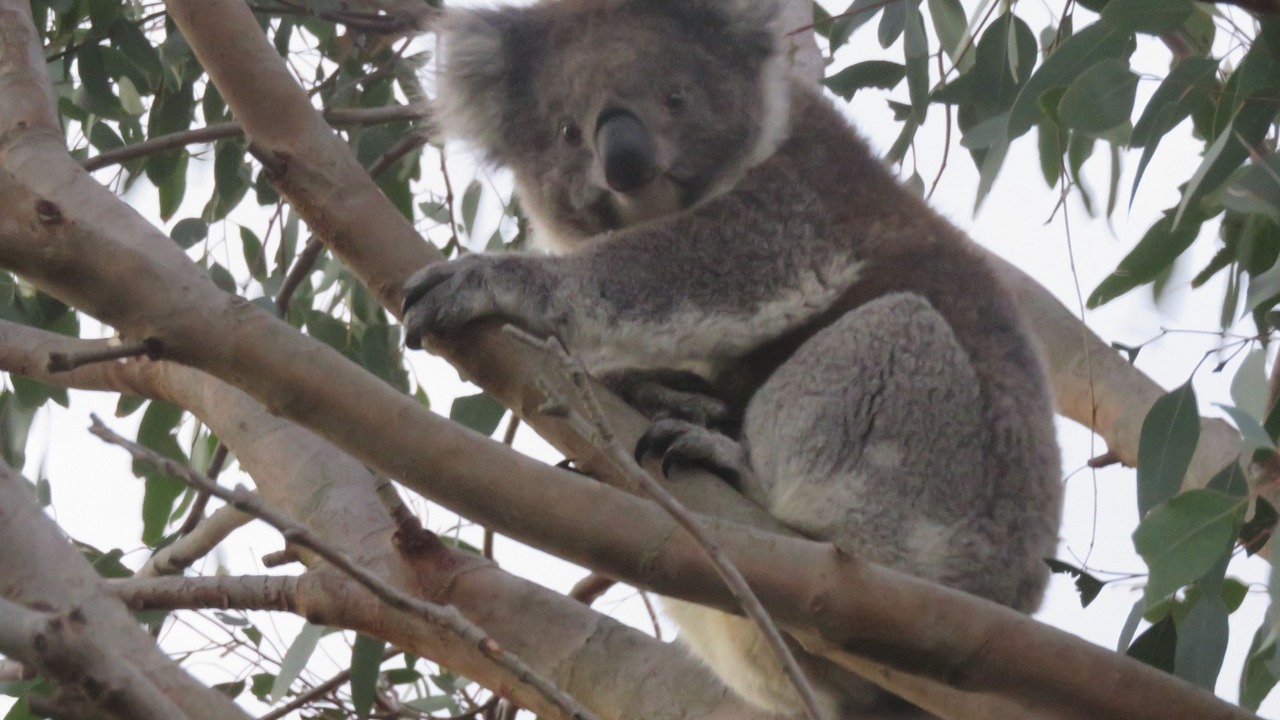 Photo of Outdoor in Port Campbell