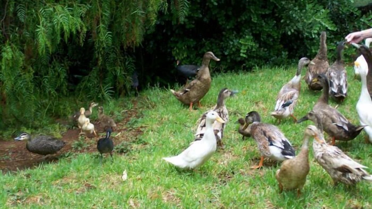 Photo of Outdoor in Burra