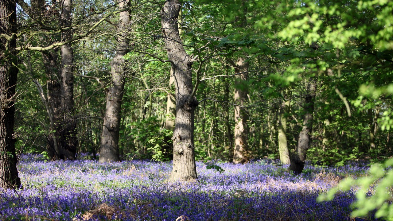 Photo of Outdoor in Thorpe-le-Soken